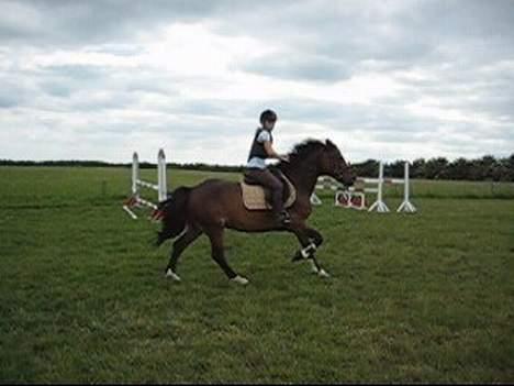 Anden særlig race Sunshine <3 Solgt :( billede 12