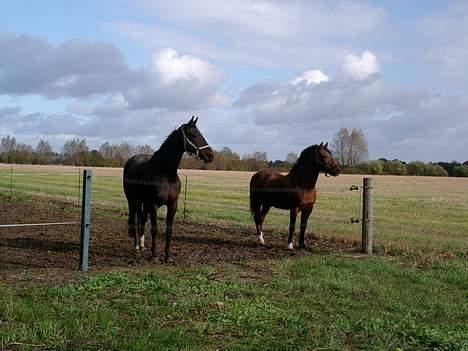 Anden særlig race Shannon (R.I.P) billede 15