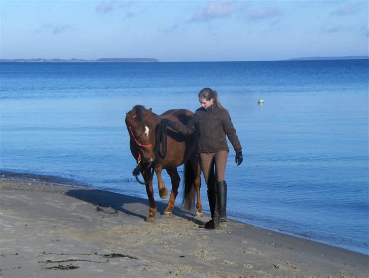 Anden særlig race Amanda - #3 - 08.02.09 - En smuk vinterdag ved stranden <3 Vinker på kommando. billede 3