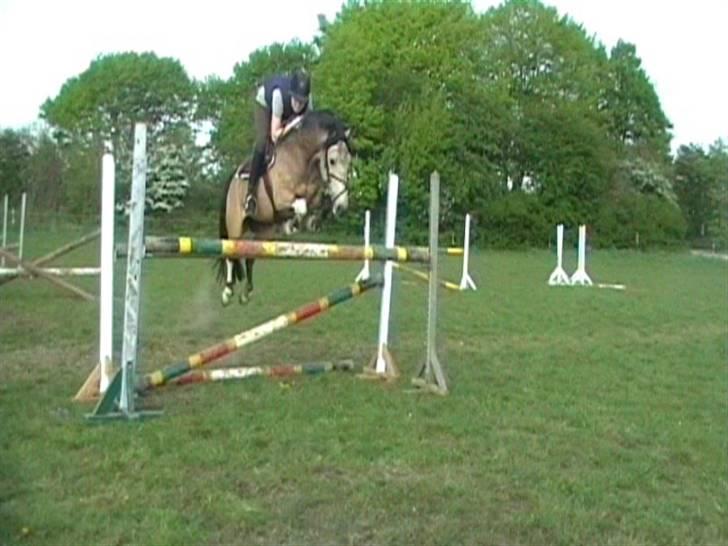 Anden særlig race silas<3<3 ***Solgt*** - Springer 140 cm. billede 2