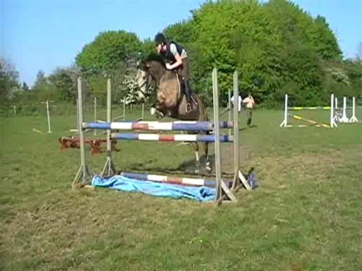 Anden særlig race silas<3<3 ***Solgt*** - 120 billede 6