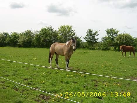 Anden særlig race silas<3<3 ***Solgt*** - silas på fold sommmer 2006 billede 7