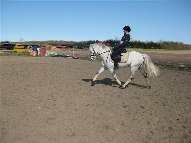 Welsh Pony (sec B) korreborgs nicholai  - uhh smuk som han er <3 billede 14
