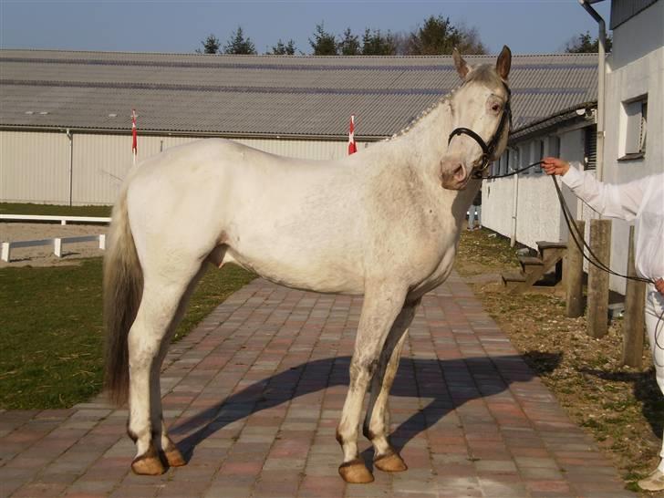 Knabstrupper Tjalfe af Dutterup billede 1