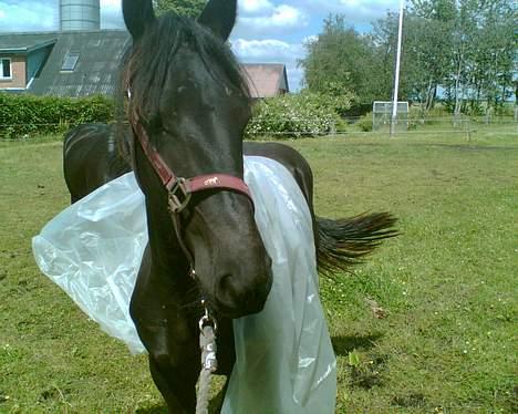 Frieser Sasia Ellemose - tja.. hvis man for godbidder for det, er det okay.. billede 17