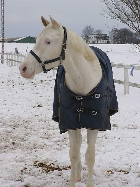 Paint Charlies Qiani Ice - det er godt han har dækken på... ellers kunne mand ikke finde ham! billede 10