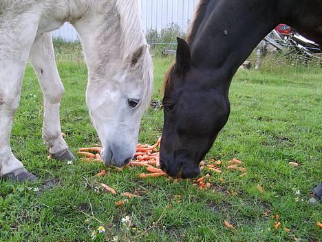 DSP Kathinka billede 1