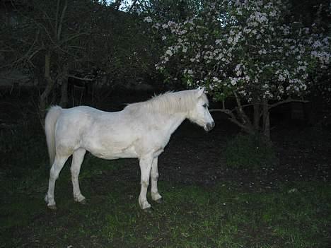 DSP Kathinka billede 2