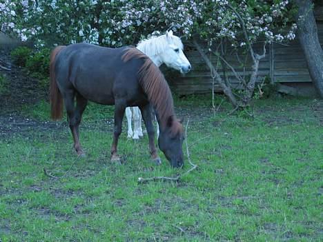 DSP Kathinka - Kathinka står på lur, bag Rosa (: billede 3