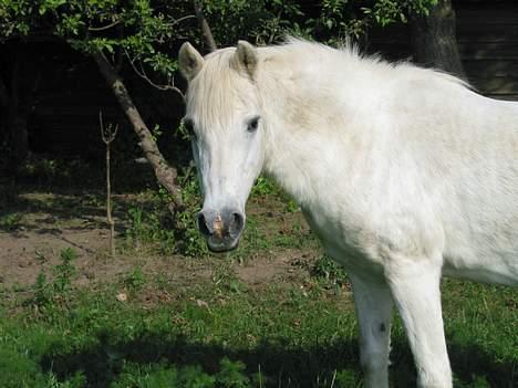 DSP Kathinka billede 4