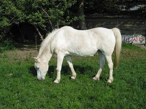 DSP Kathinka billede 5