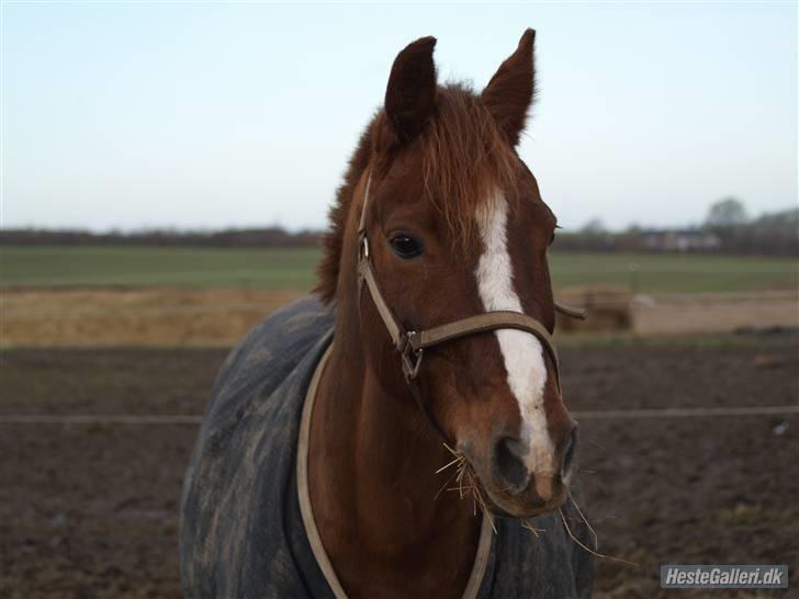 Anden særlig race *Hanandy Fanchefly*  - Folddyret <´3 elsker dig skat billede 18