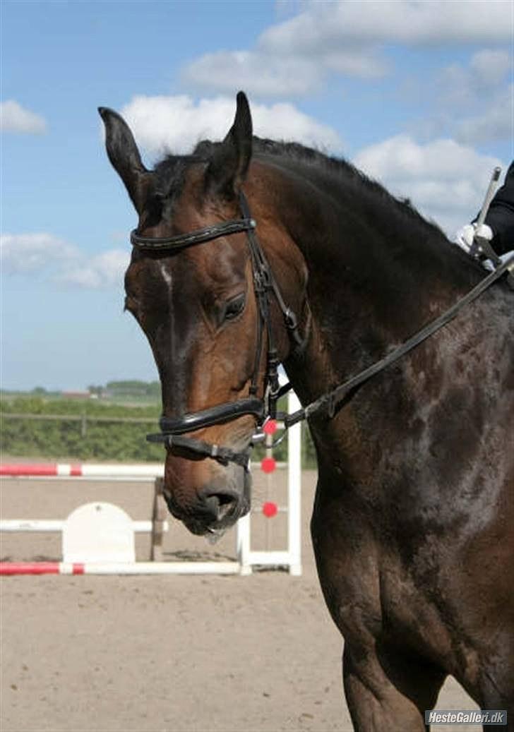 Oldenborg schousboes rasmus  billede 1