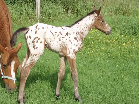 Knabstrupper Laramie (SOLGT) - Her er hun kun ½ time gammel billede 1