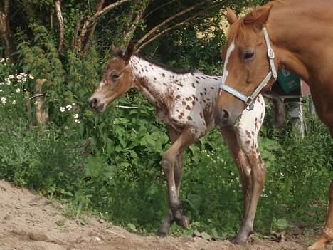 Knabstrupper Laramie (SOLGT) - Mor hjælper med at komme op ad bakken billede 2