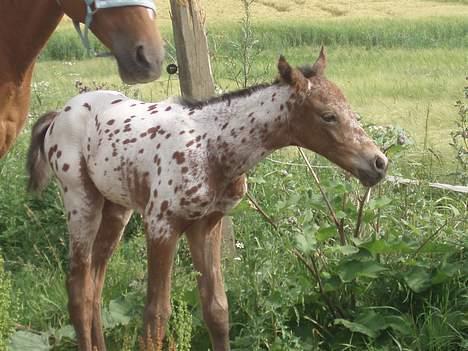 Knabstrupper Laramie (SOLGT) billede 3