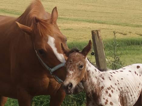 Knabstrupper Laramie (SOLGT) - Flyt dig! du skal den anden vej.. :o) billede 4