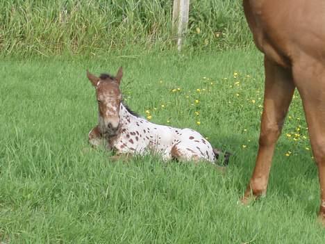 Knabstrupper Laramie (SOLGT) - Åh.. Det var hårdt at "kæmpe" rundt.. Nu  er det tid til at slappe af.. billede 5