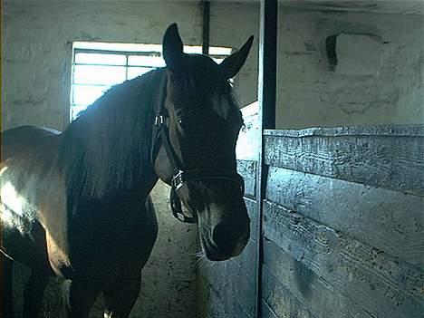 Oldenborg schousboes freja - fra boksen billede 5