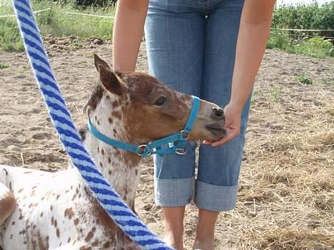 Knabstrupper Laramie (SOLGT) - noget mælk.. Nej der kom ikke noget.. Og min grime e altså ALT for stor.. billede 6