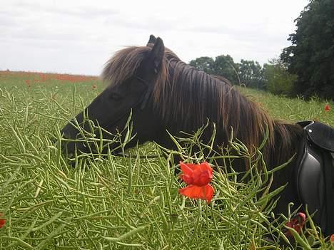 Islænder Litfara fra Gingsholm - ponyen ude på markerne :-)  billede 9