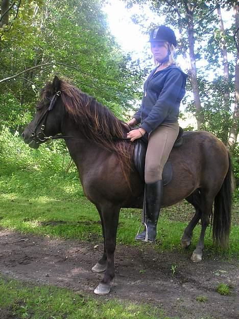 Islænder Litfara fra Gingsholm - 4 år gammelt billede 10