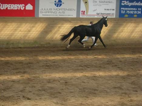 Oldenborg Frederikke af Hvorvarp - Frederikke til kåring :D - så traver vi lige :D billede 3