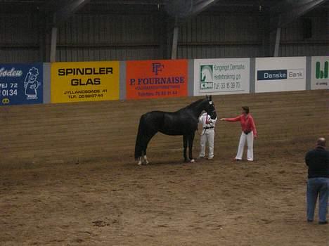 Oldenborg Frederikke af Hvorvarp - Så skal vi lige stå pænt :D billede 4