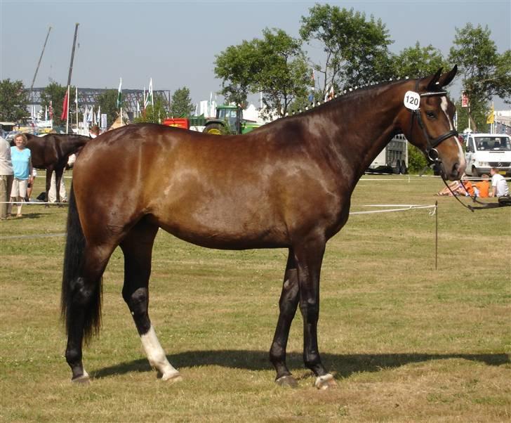 Oldenborg Bella Tisted - Bella, juli 09 billede 1