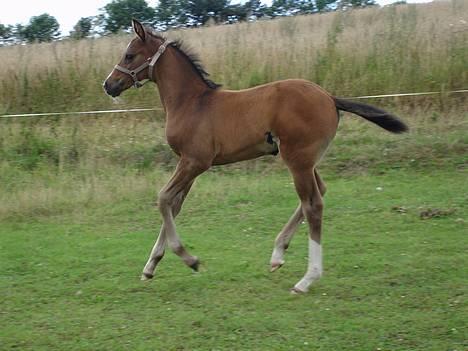 Oldenborg Bella Tisted - Bella i galop. aug 06 billede 6