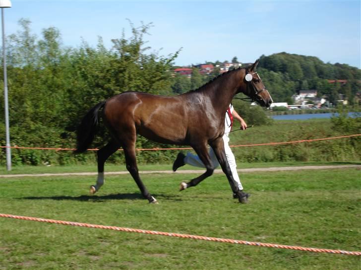 Oldenborg Bella Tisted - Bella, dyrskue Hobro 08, fik 23 point billede 7