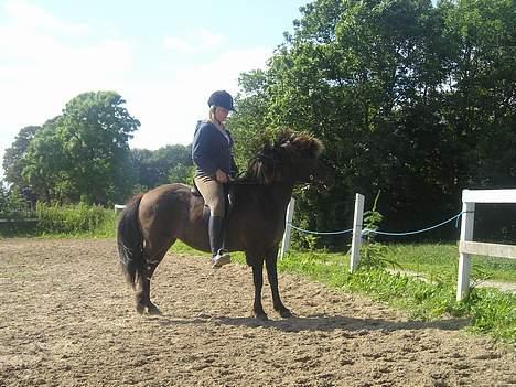 Islænder Litfara fra Gingsholm - ja hun er jo lidt stædig ;) 4 år gammelt billede 11