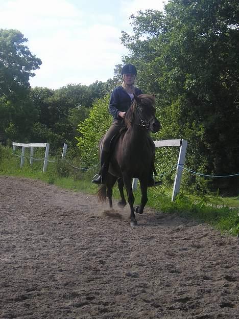 Islænder Litfara fra Gingsholm - 4 år gammelt billede 12