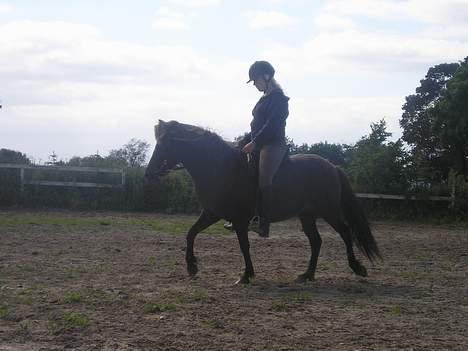 Islænder Litfara fra Gingsholm - 4 år gammelt billede 13