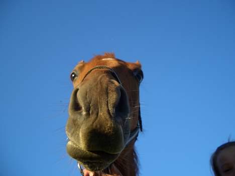 Anden særlig race MACCOY - Uha jeg er en farlig kamel!.. Fotograf: Mig billede 3