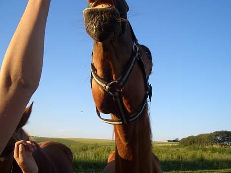 Anden særlig race MACCOY - Kan ikke nå guleroden.!. Fotograf: Rikke billede 9