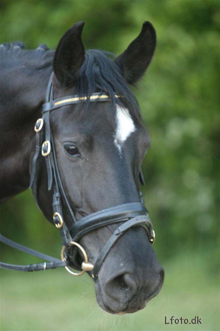 Hollandsk Sportspony Blacky<3 solgt - Disstrikstævne i morsø - LB1 (Lige redet) Taget af Rene/LFoto.dk billede 11