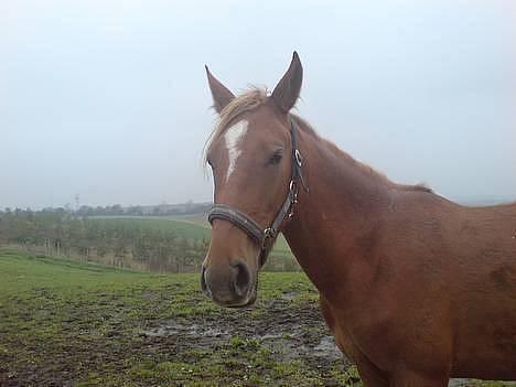 Anden særlig race CHEVAL - Jeg er da bare lækker!. Fotograf: Far billede 1