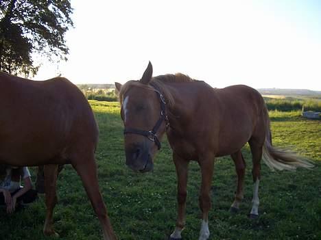 Anden særlig race CHEVAL - Uuhhha, en dejlig ryste tur!!. Fotograf: Rikke billede 2