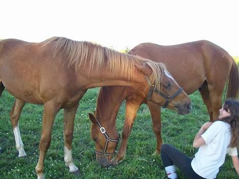 Anden særlig race CHEVAL - Hva satan, det er en lille grim hest. Væk!. Fotograf: Rikke billede 3