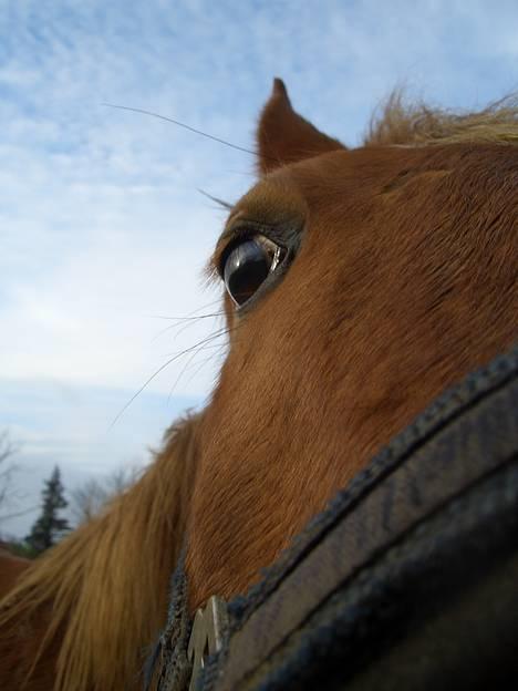 Anden særlig race CHEVAL - Sidste Dag Sammen. Fotograf: Mig billede 4