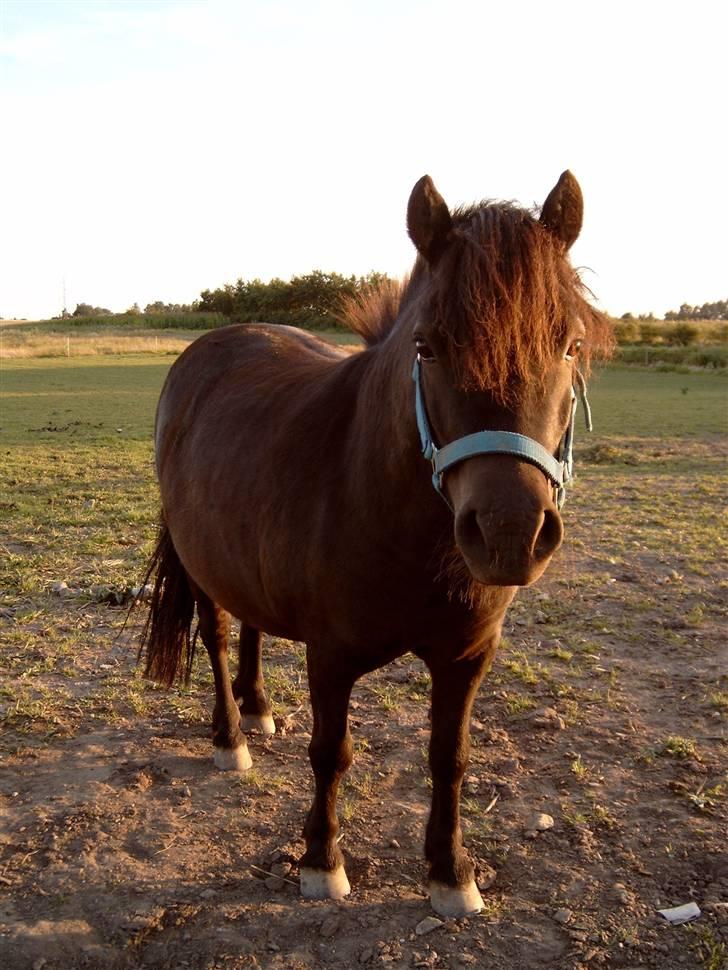 Shetlænder - Nico - Smukke mig ved solnedgangen..  billede 6