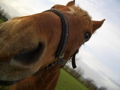 Anden særlig race CHEVAL - Smukke Cheval.. Fotograf: Mig billede 5