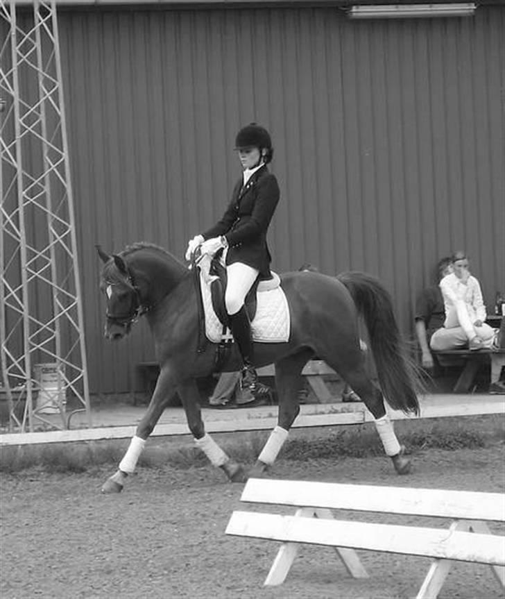 DSP Samson  (solgt) - stævne.. billede 4