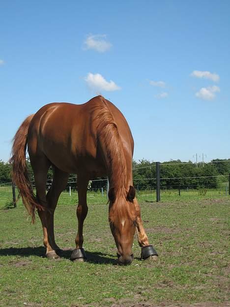 DSP Samson  (solgt) - på folden.. billede 7