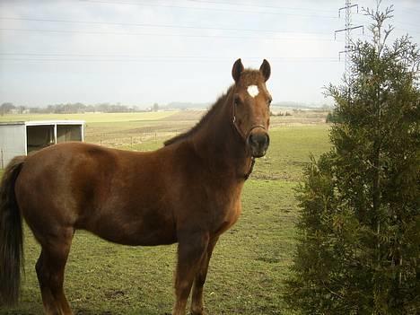 New Forest Tessa.       1989-2007. - min smukke skat. forår 2007. billede 9