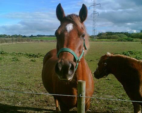 New Forest Tessa.       1989-2007. - Tessa sommeren 2006. billede 12