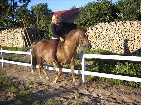 New Forest Tessa.       1989-2007. - tessa og mig hygge rider uden sadel. billede 15