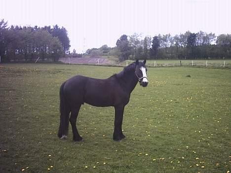 Anden særlig race Pondus Black Knight - Elsker ham bare, han er ikke kun min makker men også bedste ven billede 1