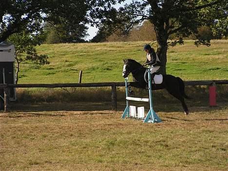 Anden særlig race Pondus Black Knight billede 2